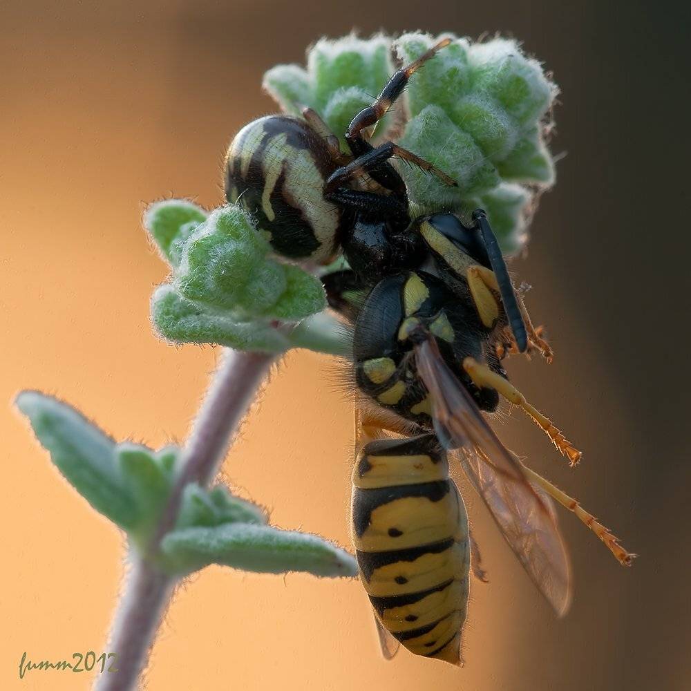 , Игорь ФУММ