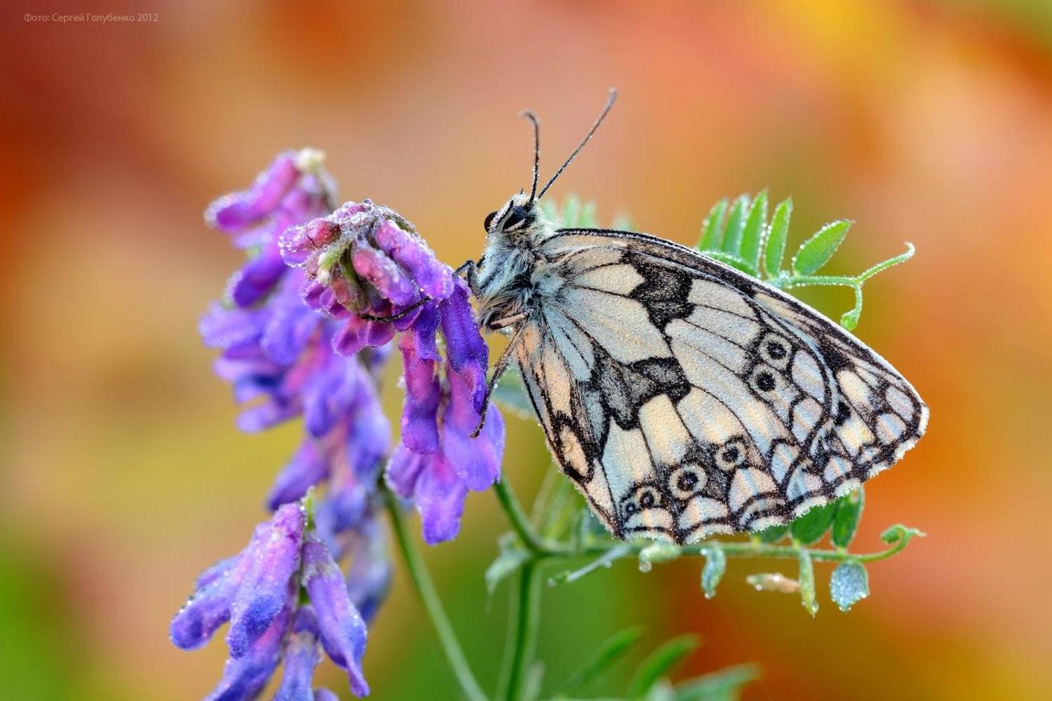 , Сергей Голубенко