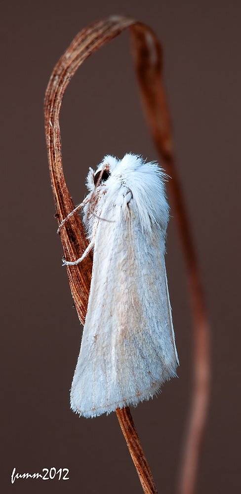 , Игорь ФУММ