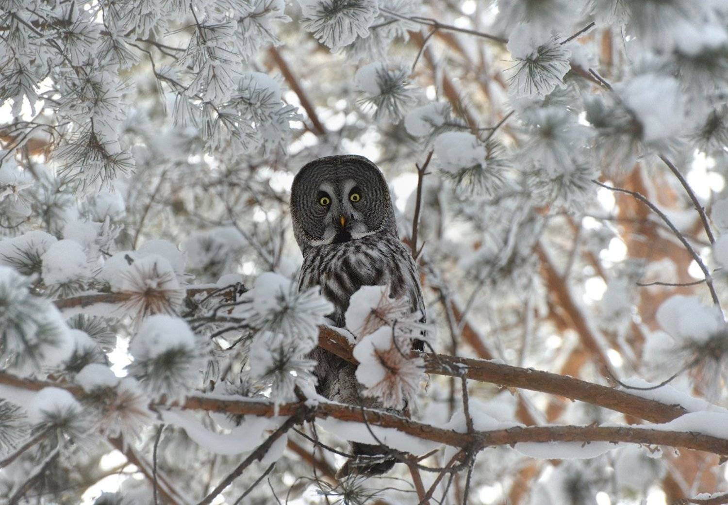 , Олег Пожарков