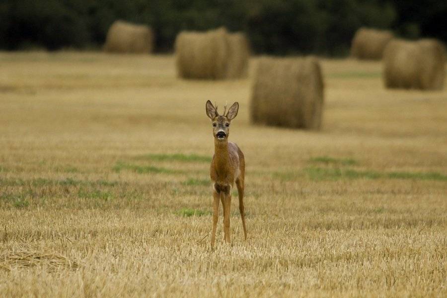 , Janina J?drzejewska-Szombara