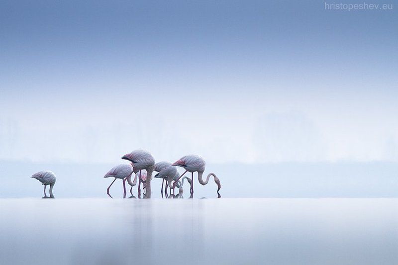 hristopeshev.eu фото превью