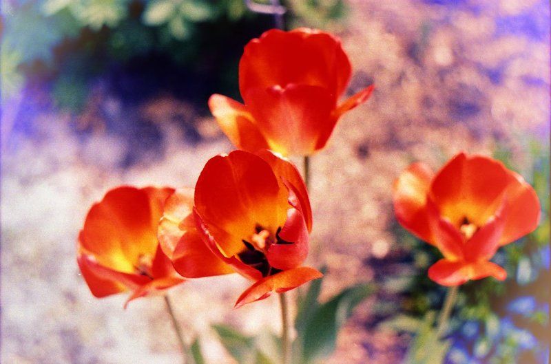 **** фото превью