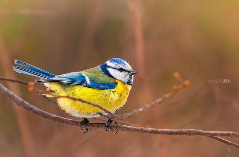 Лазаревка фото превью