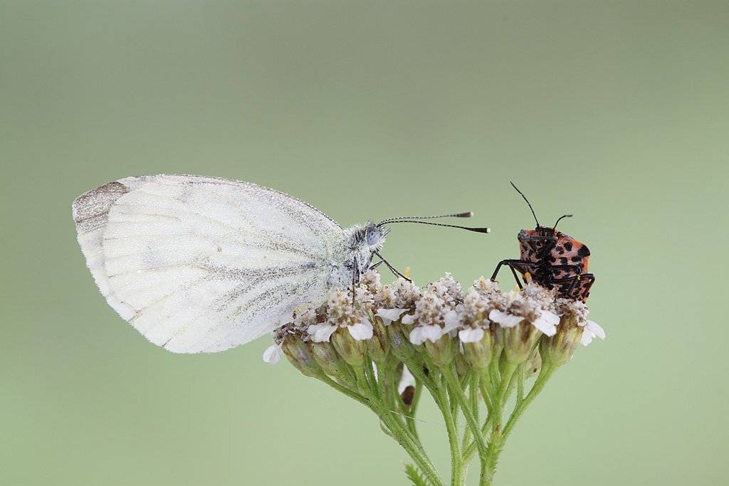 , Сергей Таланов