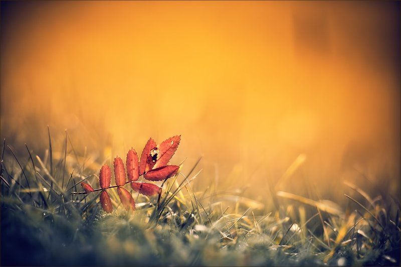 Сказочная мгла фото превью