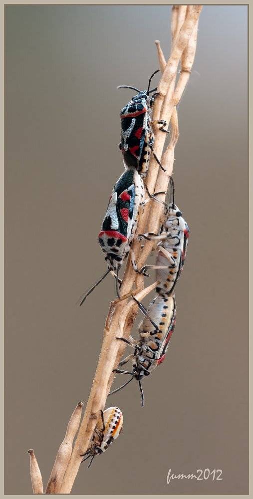 , Игорь ФУММ