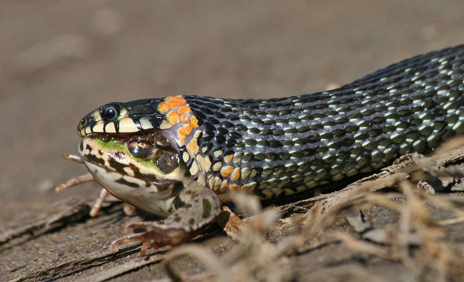 , Станислав Шинкаренко