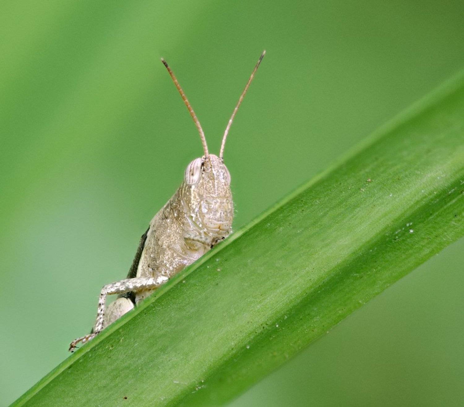 macro, closeup, insect, макро, насекомые, gnilenkov, Alexey Gnilenkov