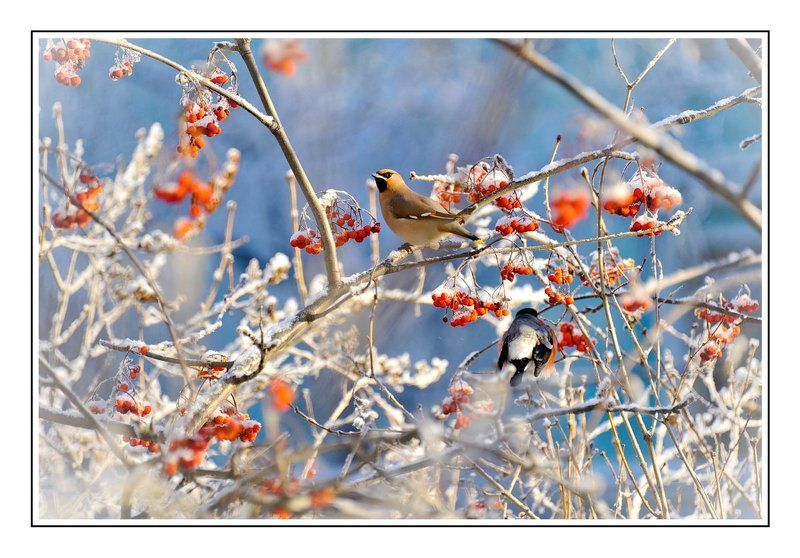 Шведский стол фото превью