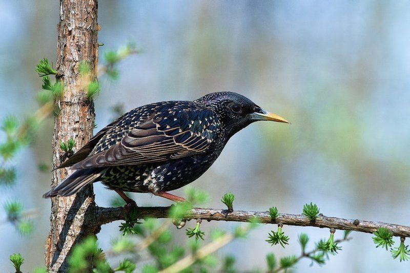 природа, птица, россия, скворец, весна, москва, birds, wildlife, russia, spring На корточках фото превью