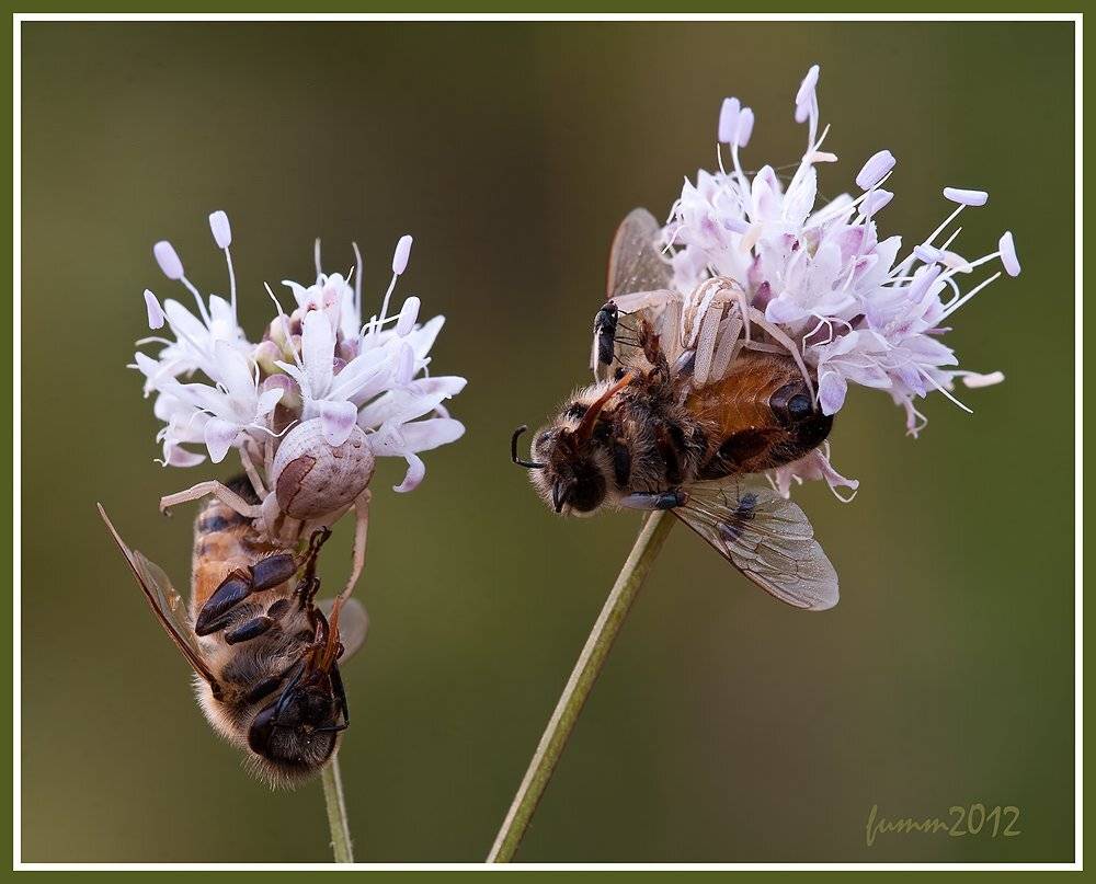 , Игорь ФУММ