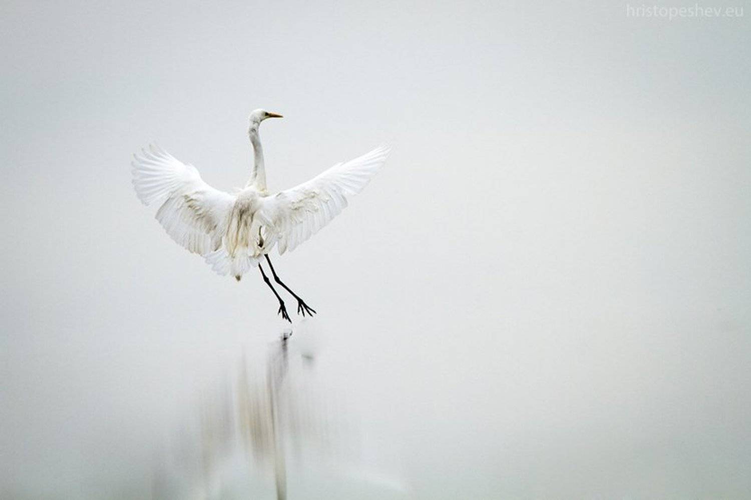 , Христо Пешев