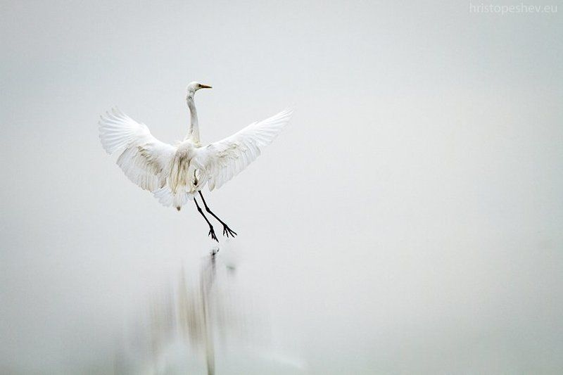 Dance фото превью