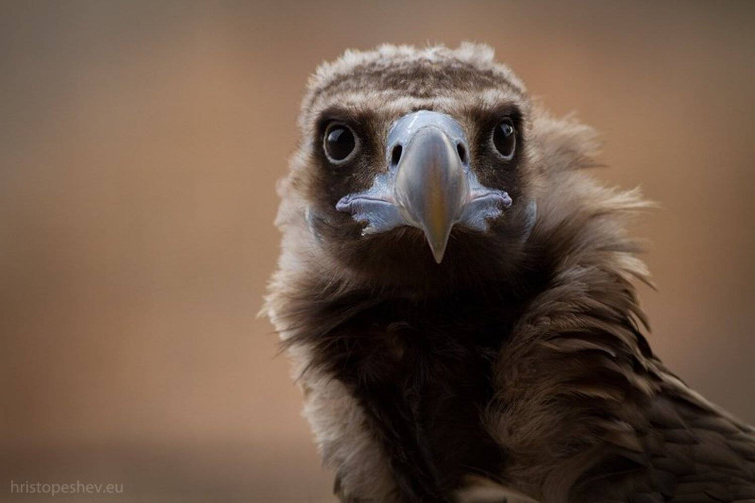 , Христо Пешев