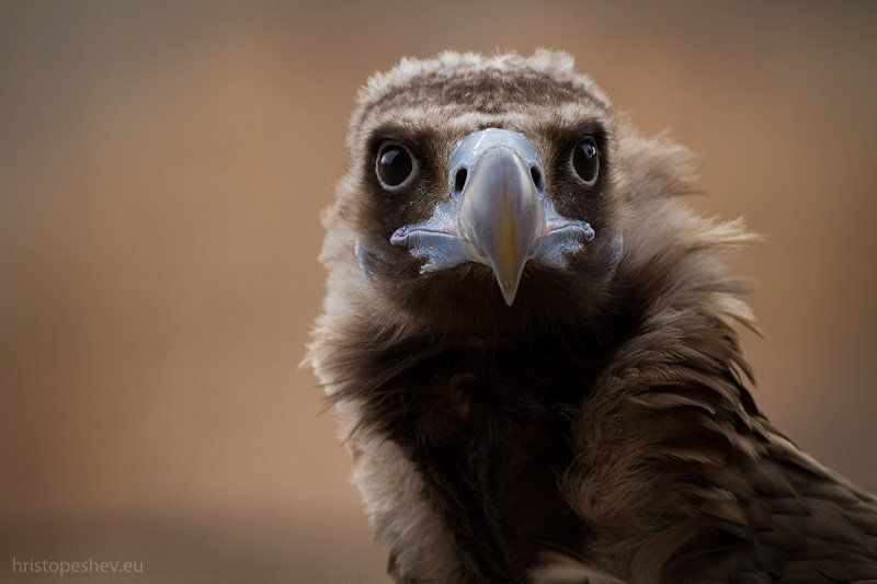 Чёрный гриф( Aegypius monachus) фото превью