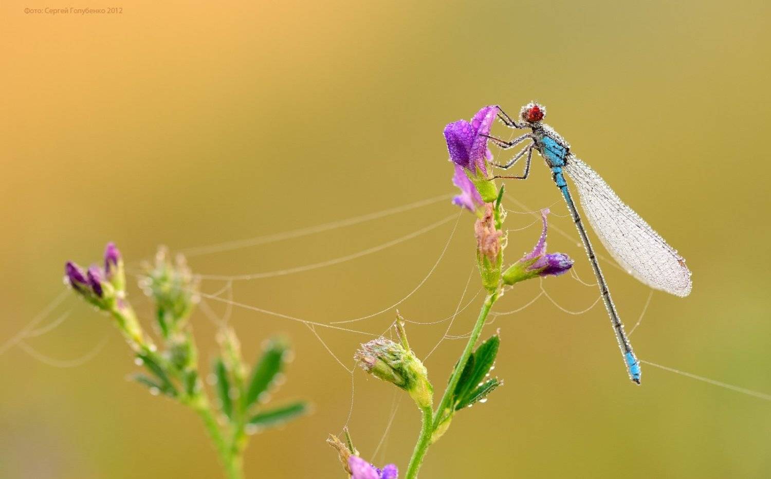 , Сергей Голубенко