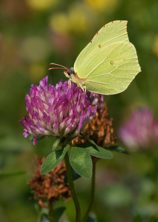, Чепленко Алексей