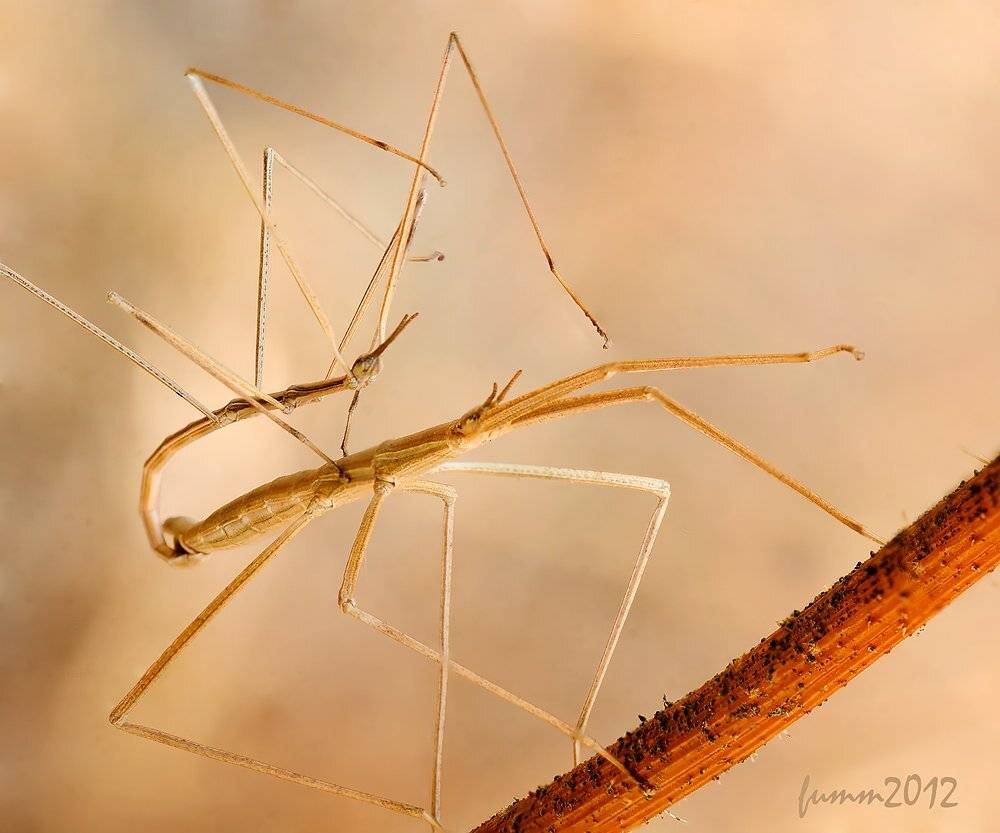 , Игорь ФУММ