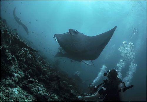 свидание с мантами