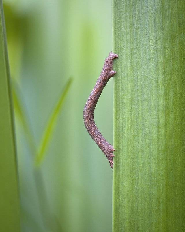 , Андрей Канышев
