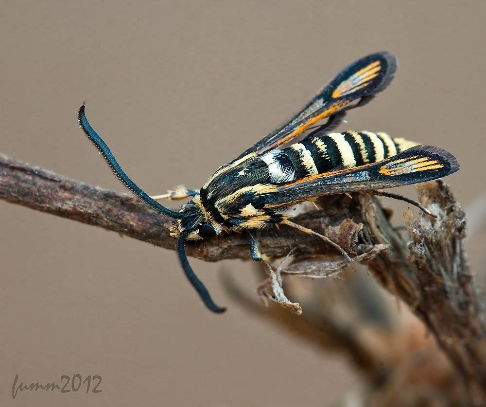 , Игорь ФУММ