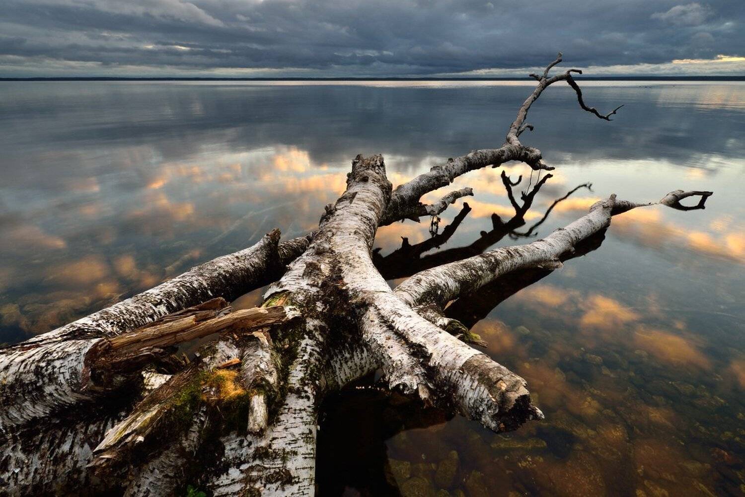 , Максим Евдокимов