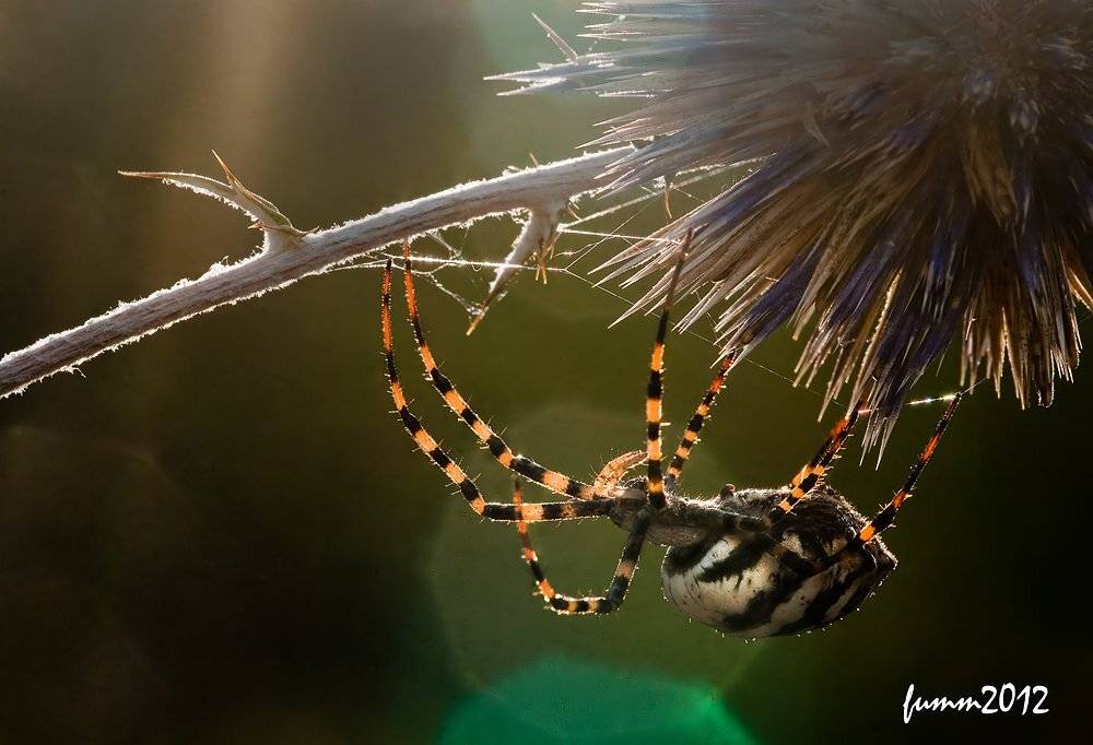 , Игорь ФУММ