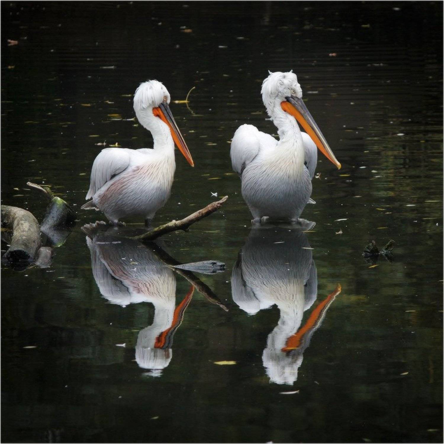 пеликан, КарОл