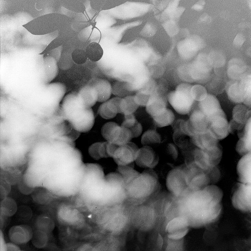 вишня фото превью