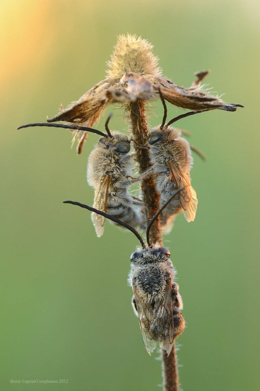 , Сергей Голубенко