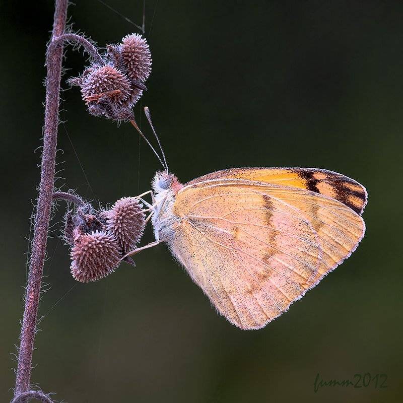 , Игорь ФУММ