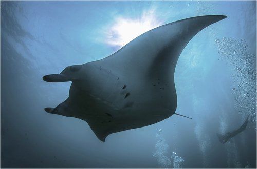 подводный полет