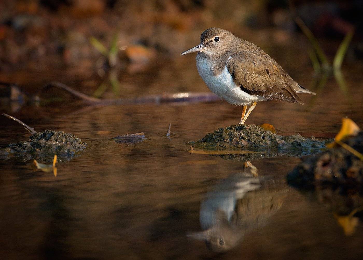 , Андрей Канышев