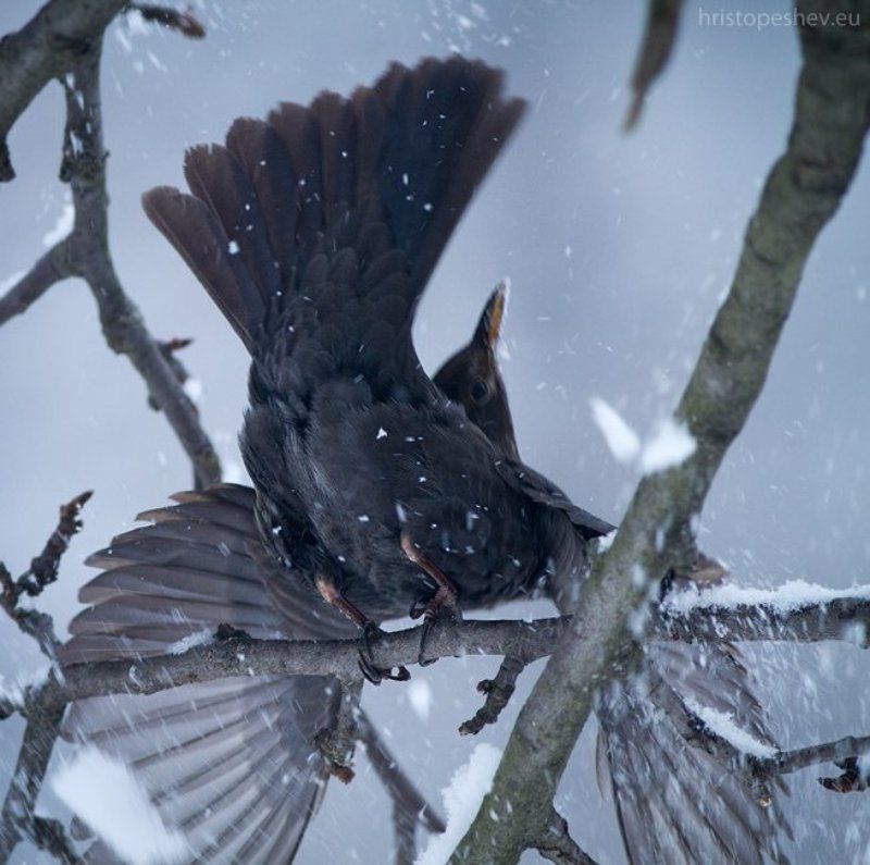 Birds in my garden / Птицы в саду фото превью