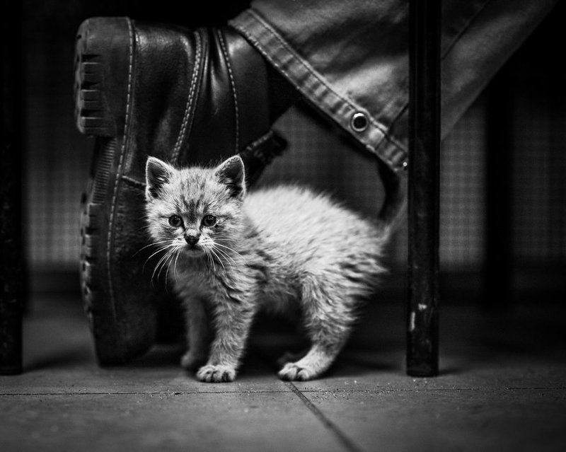 Cat следующем обуви фото превью