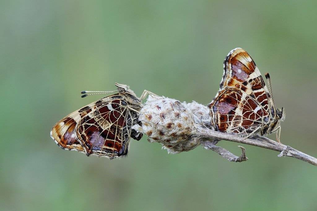 , Сергей Таланов