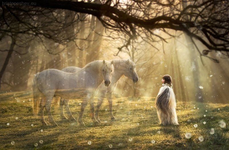 Enchanted Forest Chronicles фото превью