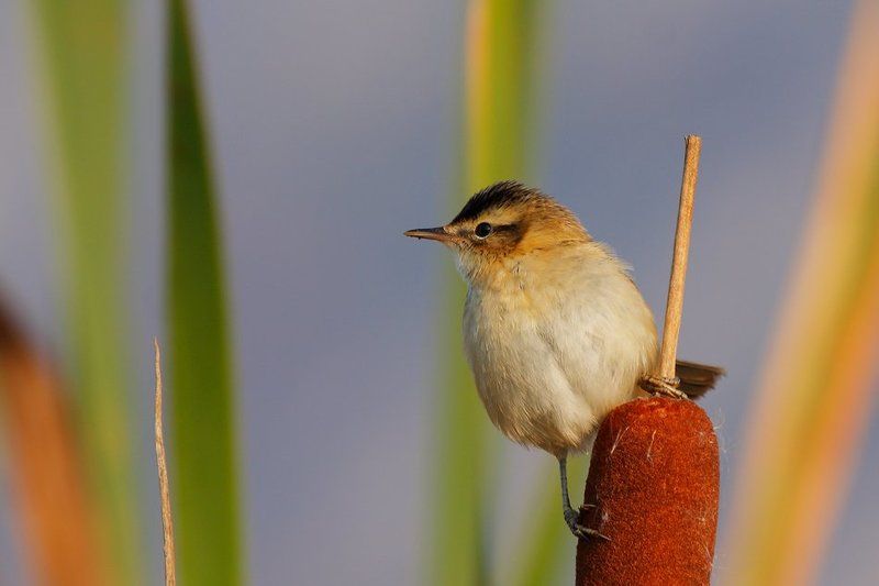 **** фото превью