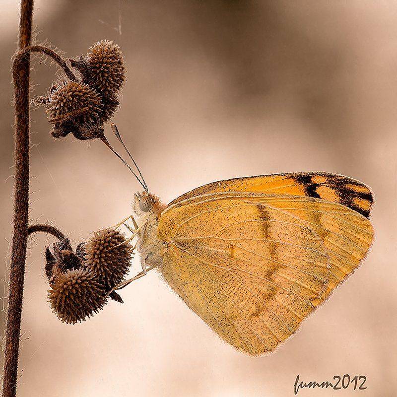 , Игорь ФУММ