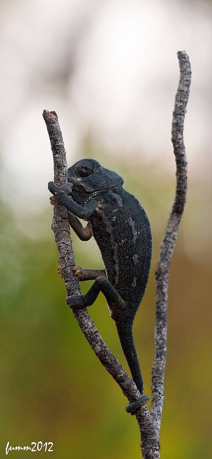 , Игорь ФУММ