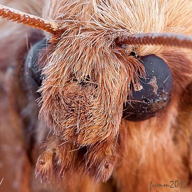 , Игорь ФУММ