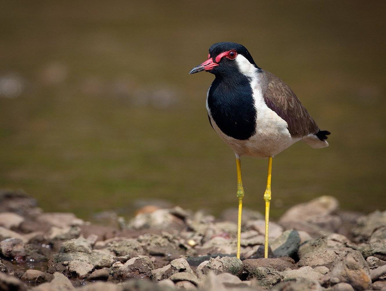 , Андрей Канышев