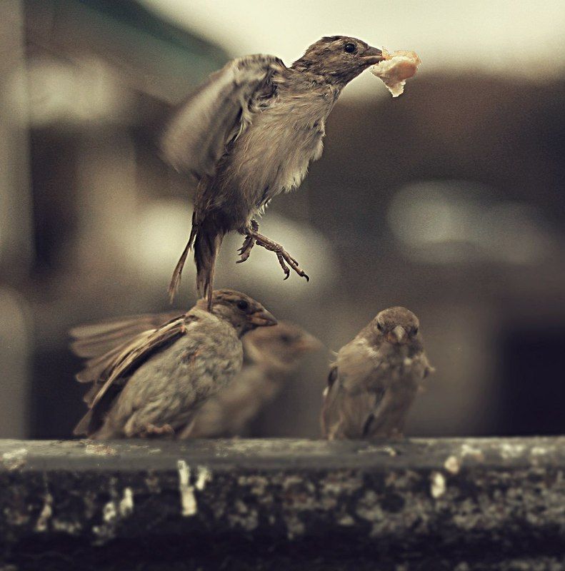 birds фото превью