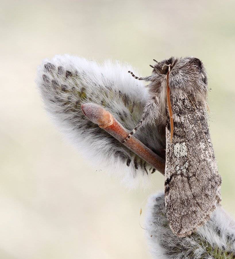, Сергей Таланов