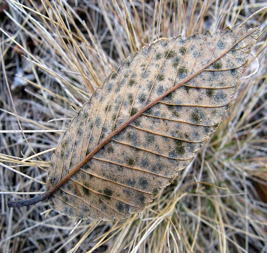 , Качурин Алексей