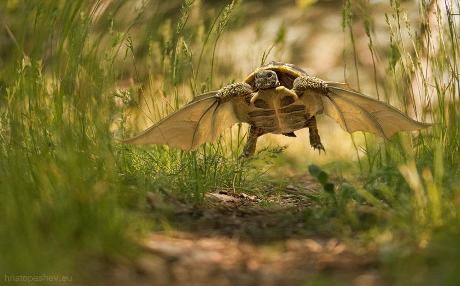 , Христо Пешев