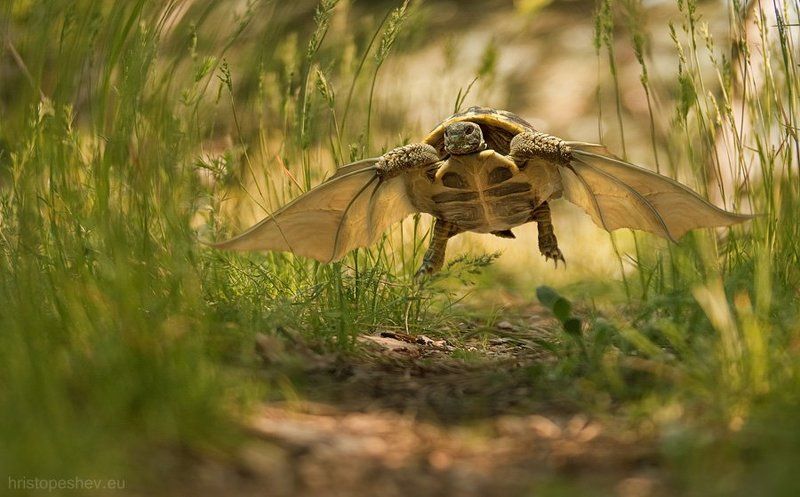 Small Gods / Мелкие боги фото превью