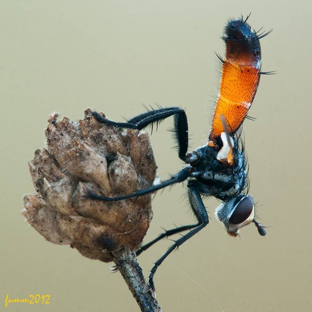 , Игорь ФУММ