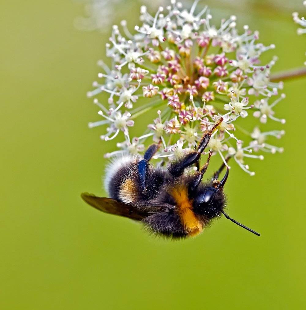 macro, closeup, insect, макро, насекомые, gnilenkov, Alexey Gnilenkov